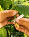 Farmer grows baby shaped cucumbers