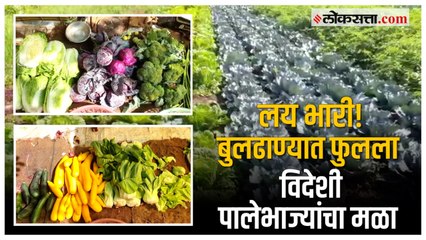 Leafy Vegetable Farming: शेतात पिकवल्या विदेशी पालेभाज्या, शेतकरी घेतोय लाखो रुपयांचं उत्पन्न