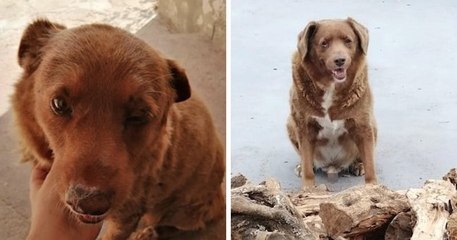 À 30 ans, voici le plus vieux chien de tous les temps et un secret se cache derrière sa longévité