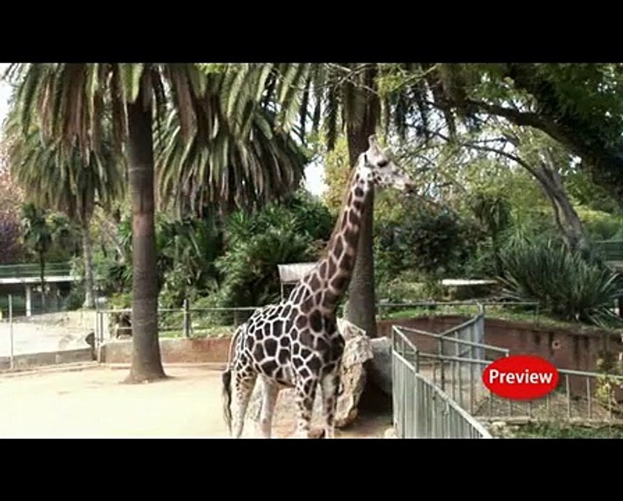 Tubibaby Zoo "Los animales" | movie | 2010 | Of...