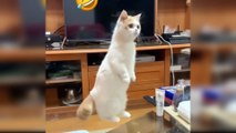Baby Cats Cute | Funny Cat Videos Compilation | Cute Animals Compilation Video