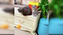 Cats Cute and Funny Cat Videos Compilation | Aww Animals_