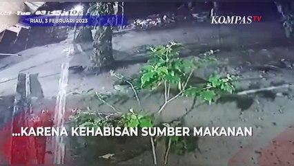 Terekam CCTV! Sosok Beruang Masuk Permukiman Warga di Riau