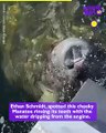 Grinning Manatee Gets Free Dental Spa Treatment with a Side of Playfulness