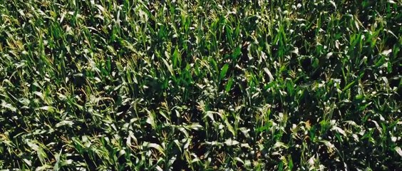 Goodnight Mommy | movie | 2015 | Official Trailer