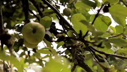 Iron Maiden: Wacken Open Air (2016) | movie | 2016 | Official Trailer