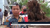 Pohon Berusia 40 Tahun di SMAN 1 Semarang, Roboh