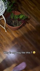 Greedy Pup Can't Keep Paws Off Leftovers