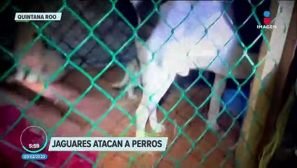 Jaguares atacan a mascotas en la costa maya de Mahahual, Quintana Roo