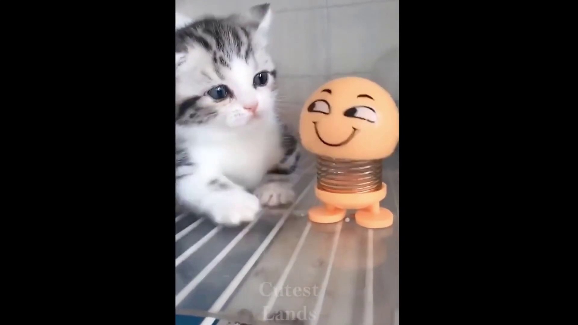 Cute Pets And Funny Animals Compilation