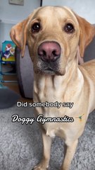 Cooper the Pup Does Gymnastics When he Gets Excited