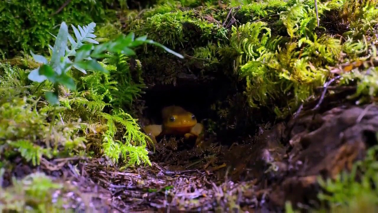 Our Planet - Se1 - Ep08 - Forests HD Watch