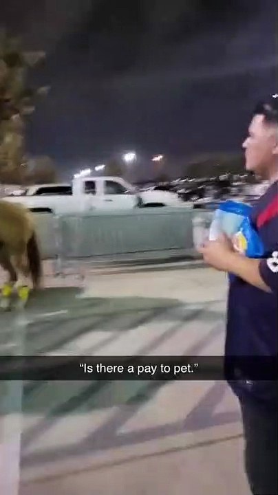 Is there a pay to pet
