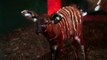 Marwell Zoo welcomes newborn mountain bongo - a rare species with 100 less in the wild