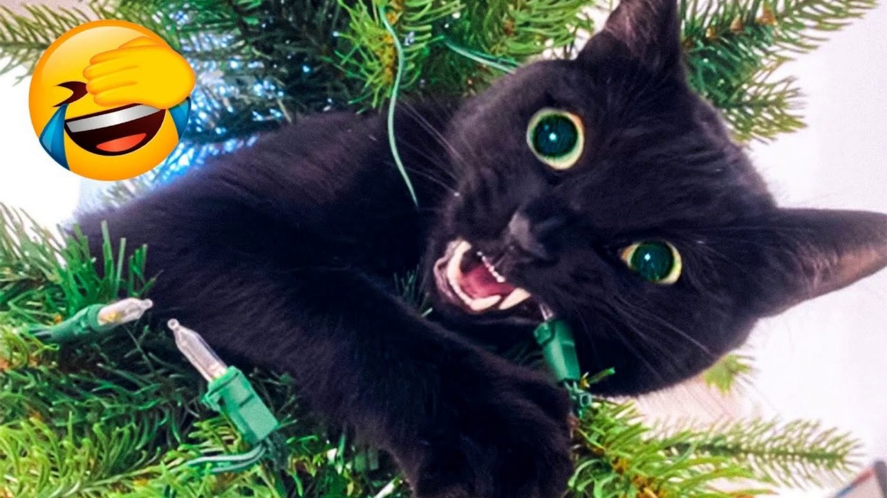 Best Funniest Animals 2026  - Funny Dogs  And Cats  Videos 2023