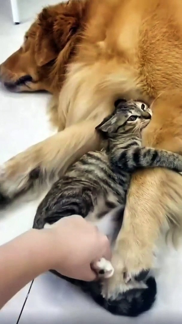 ⁣Funniest animal video | New funny cat and pets videos 2023 #7