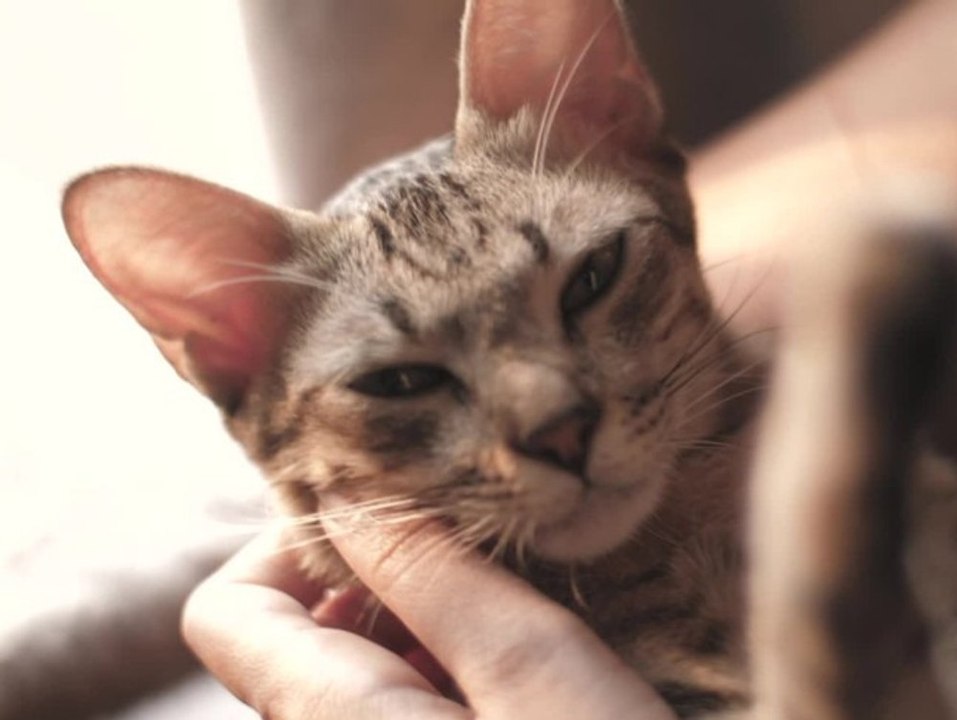 Zugelaufene Katze: So machst du dich nicht strafbar!