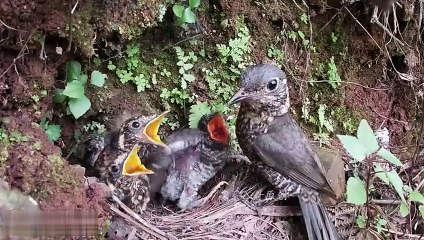 The parasitic cuckoo bird can't get food, and gradually becomes irritable