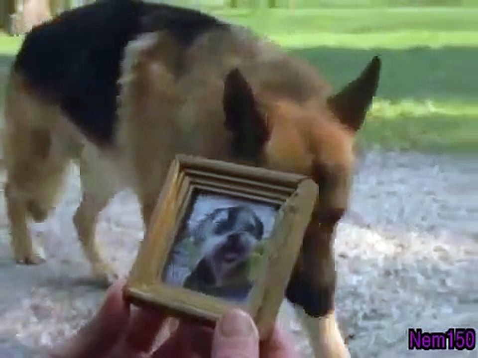 Rex - A Cop's Best Friend - Se9 - Ep05 HD Watch