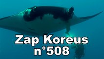 Zap Koreus n°508