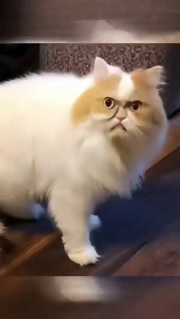 ⁣Funniest animal video | New funny cat and pets videos 2023 #8