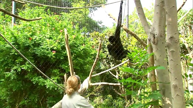 Gibbon Monkeys Make The Most Interesting Sounds