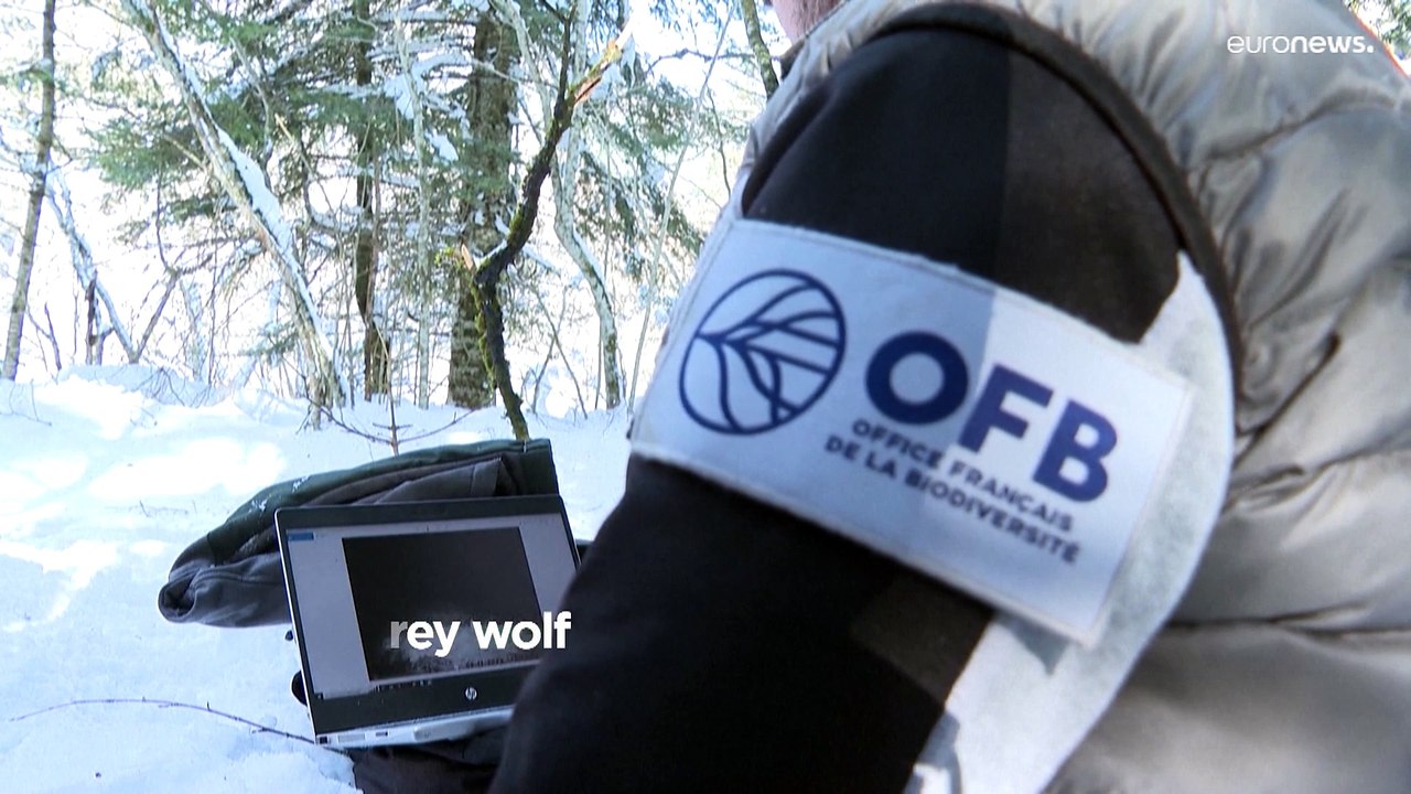 Watch the hunt for an elusive grey wolf once thought to be extinct in ...