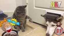 Funny and cute animals' daily life