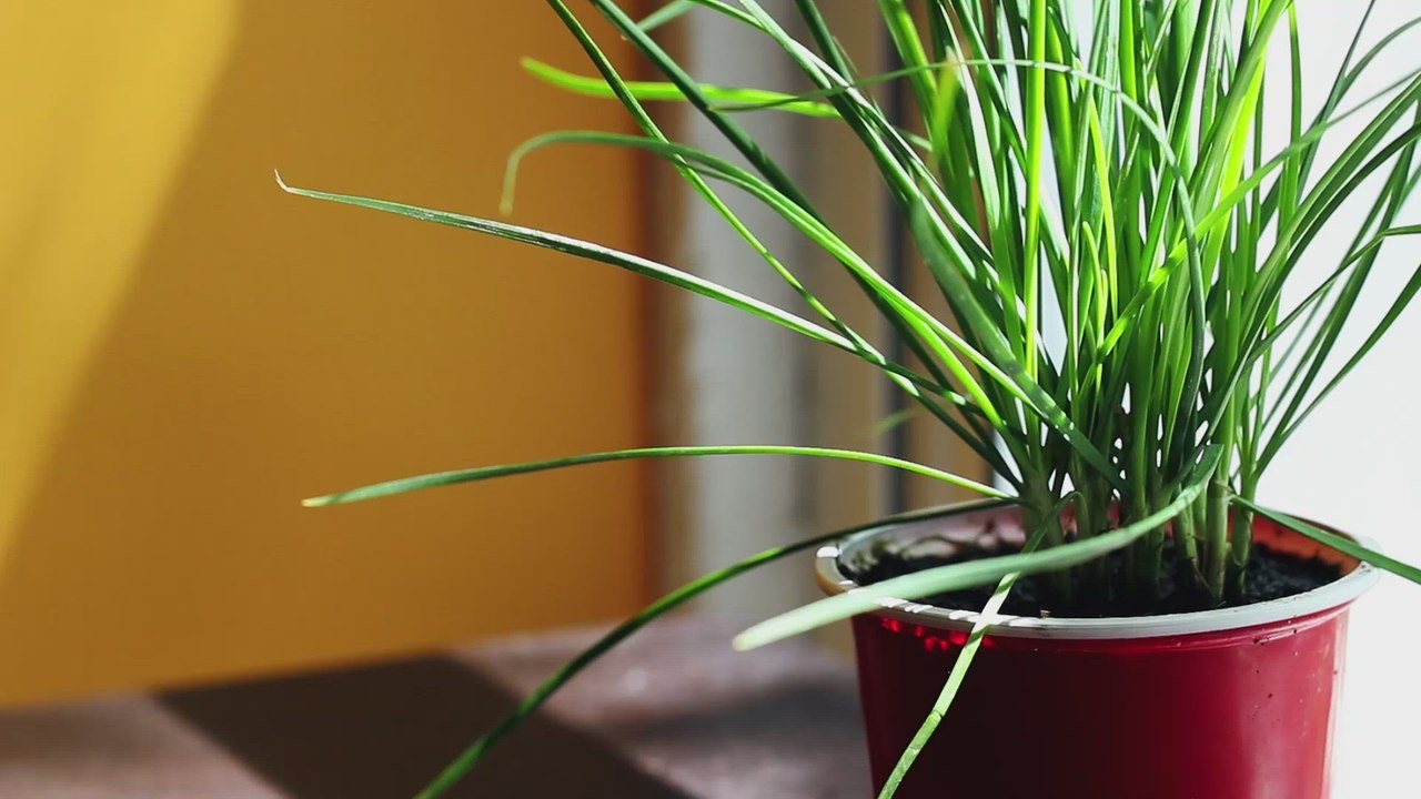 Grow Indoor Herbs: A Simple Guide for Your Home