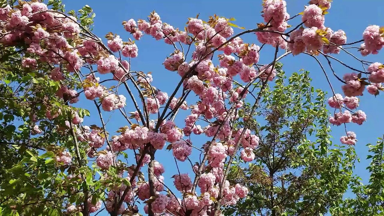 flower and nature music videos | Meditation Relaxing Music | Relaxing |Stress Relief |