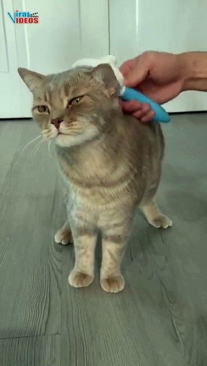 Cat Completely Loves Being Brushed | Cat love brushing | Cuteness Overloaded