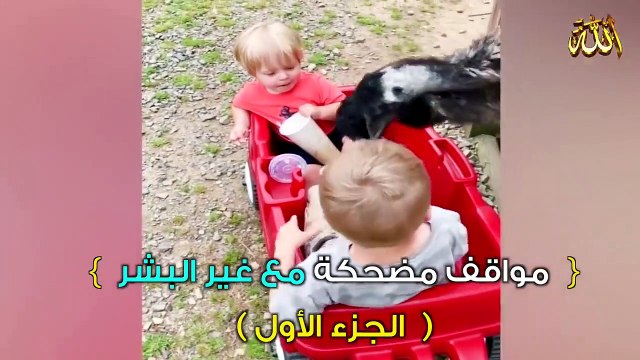 مواقف مضحكة _ الجزء الأول ـ1ـ ( طرائف الحيوانات )