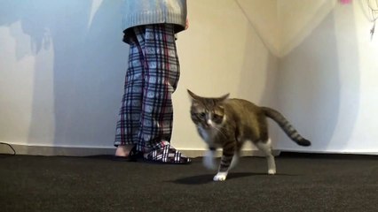 This Cat Loves Playing