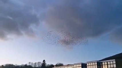 Startling murmurations