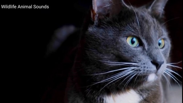 CUTE LITTLE ANIMALS - Zebra, Deer, Wolf, Lion, Duck, Cow, Cat, Ostrich - ANIMAL SOUNDS