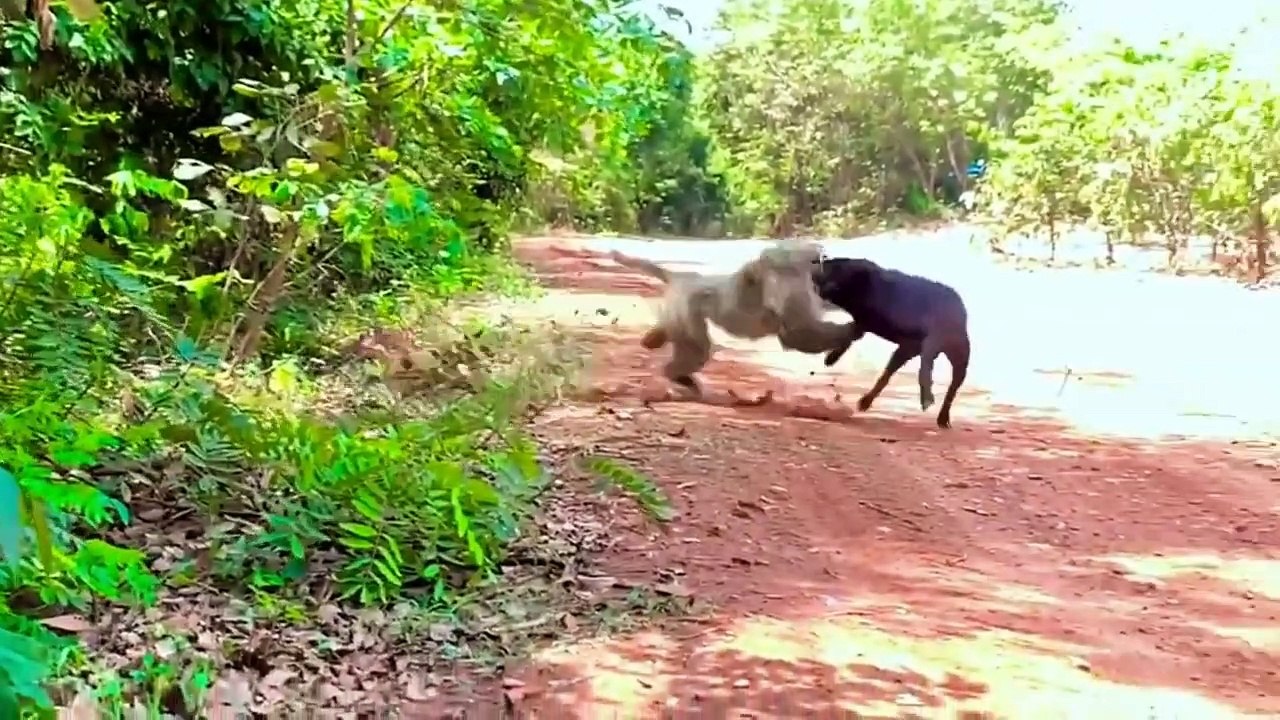 Monkey vs dog real fight _ funny dog vs monkey video l funny video l ...