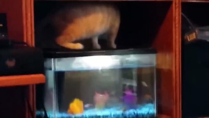 Funniest Animals 2022  Funniest Cats and Dogs