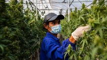 Thailand is Giving Away 1 Million Cannabis Plants | Reports