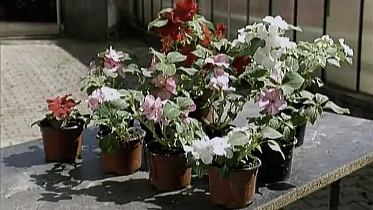 Gott würfelt nicht | movie | 2001 | Official Trailer