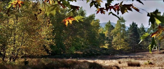L'albero dei frutti selvatici | movie | 2018 | Official Trailer