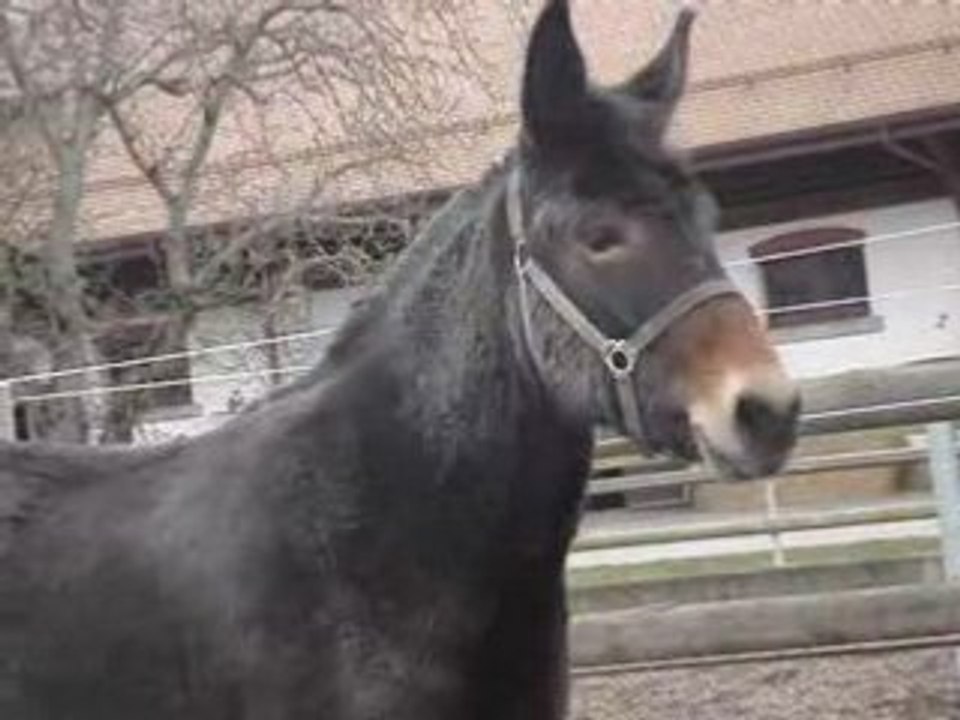 Mon mulet RAmses qui fait le fou !!