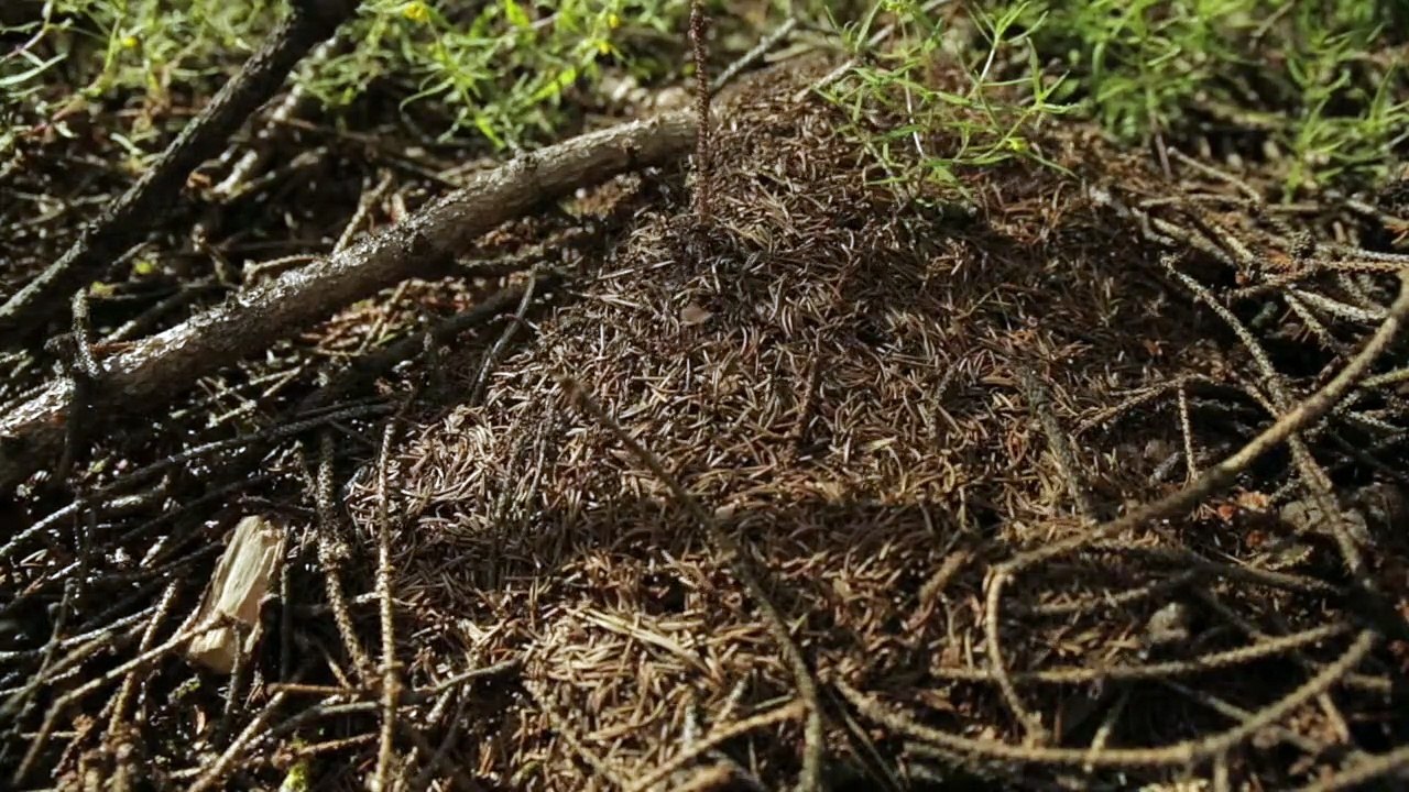 Im Land des Schamanen | movie | 2015 | Official Trailer