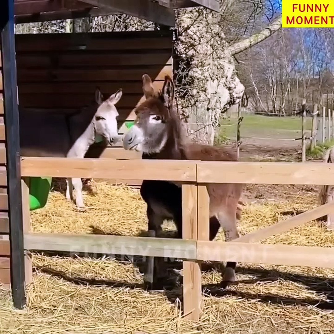 ⁣Funny Animals Top 50 Videos Part-2, Funny Dogs Cats Pets And Animals Viral Videos