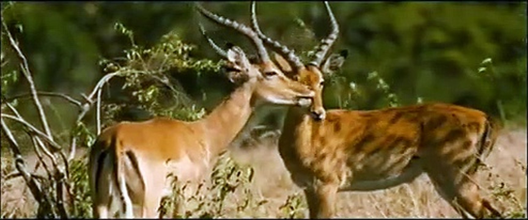 Animals in Love - Tierisch verliebt | movie | 2007 | Official Trailer