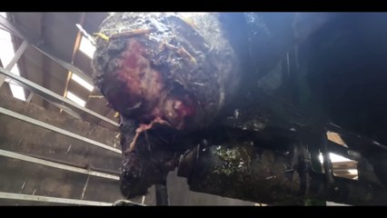 HORRIFIC BULL's HOOF ... & it all goes WRONG!