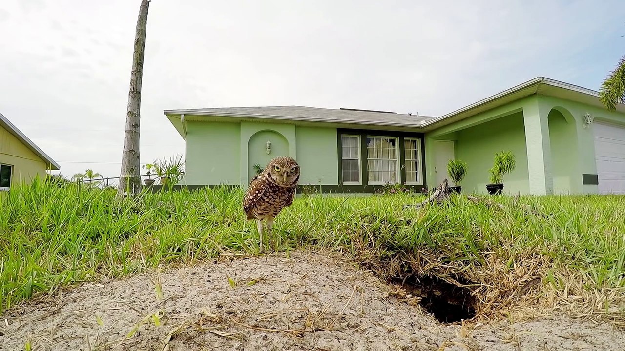 GoPro Awards: Owl Dance-Off Part II