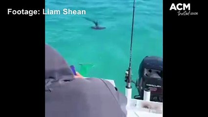 Hammerhead shark spotted in Lake Illawarra | February 4, 2023 | Illawarra Mercury