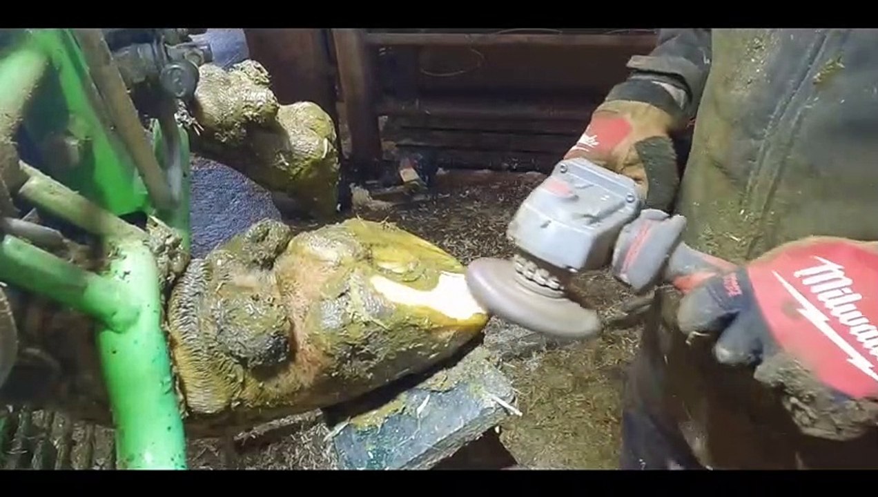 this is REAL SATISFACTION pulling a STEEL SPIKE from a cows hoof