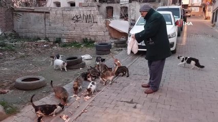 Bu da kedi sokağı: Sokağında yaklaşık 100 kediye bakıyor