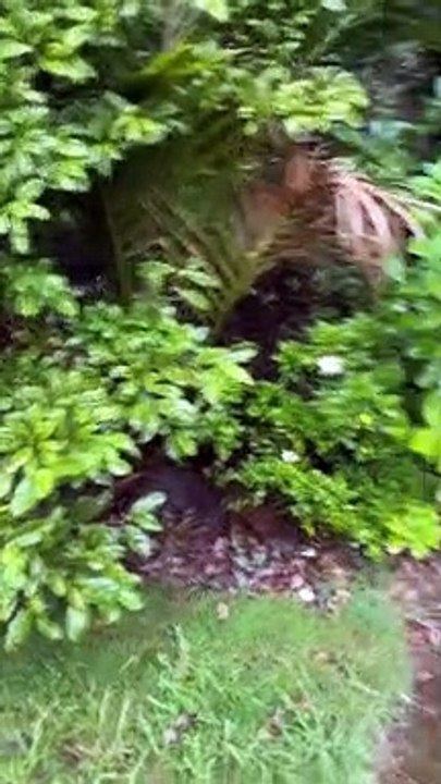 A Slithery Rescue
